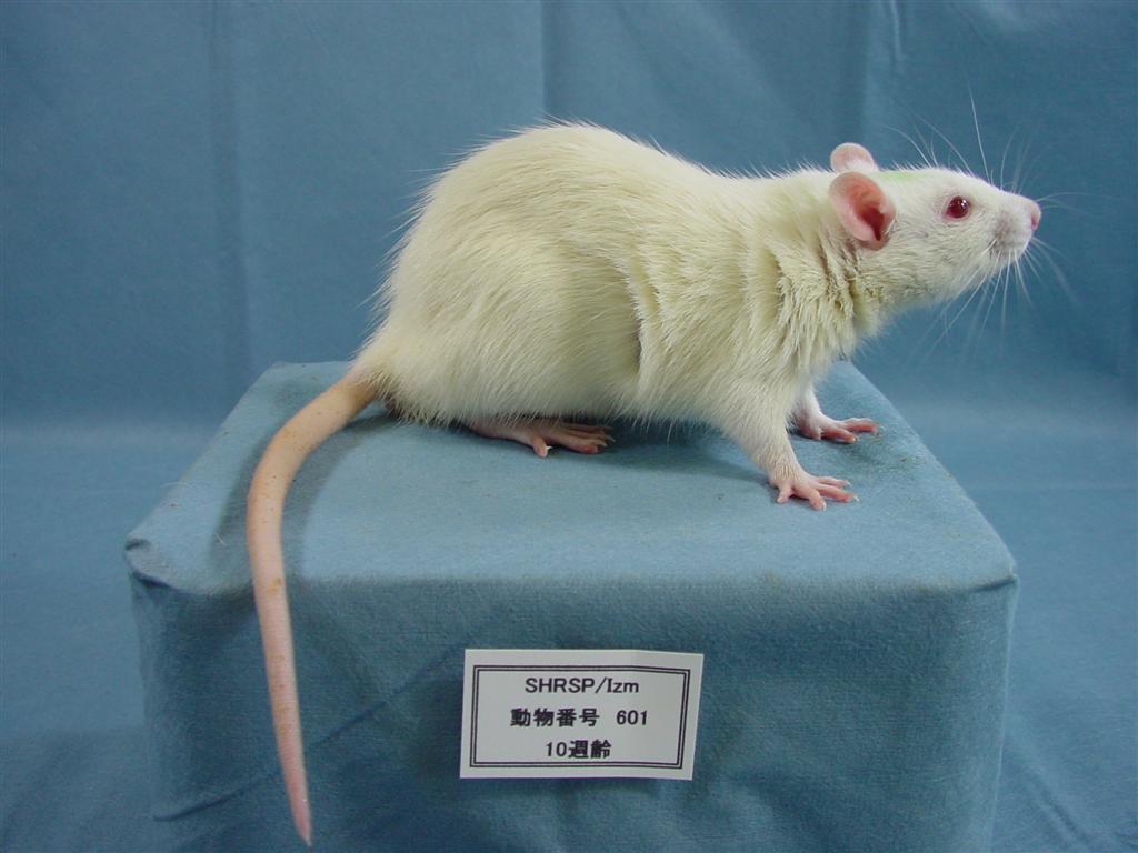 RAS様 Puig Downforce Spoilers Kawasaki ZX-14 2006-2012 | 5